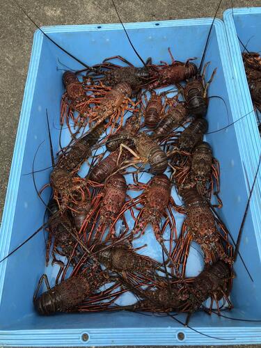 伊勢海老約400〜500g。6入約2.7kg