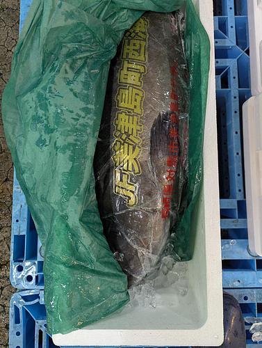 神経〆クエ1入約6.4kg(釣)