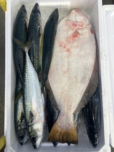 鮮魚BOX約6.8kg(定置)