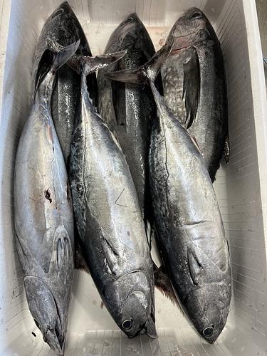 鮮魚BOX約7.9kg(定置)