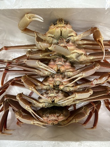 若松葉ガニ6入約3.2kg(底曳)