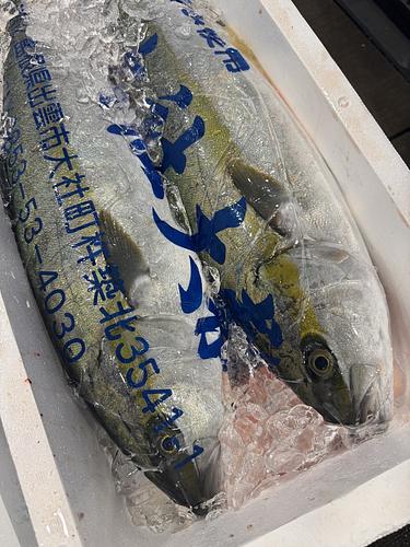 活〆ヒラマサ2入約7.5kg(定置)