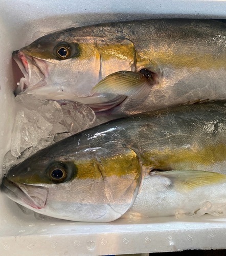 活〆ヒラマサ8−10キロ台2入約9kg(小網)