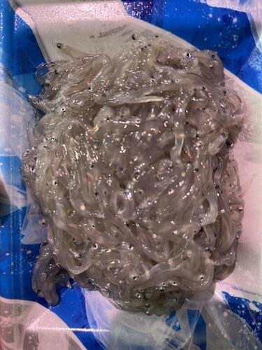 シラス100g 10p入約1kg(沿岸)