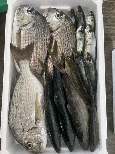 鮮魚BOX約6.6kg(定置)