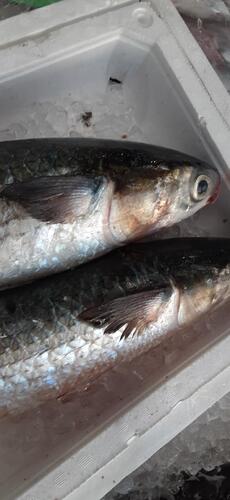 活〆ボラ2入約4.2kg(定置)