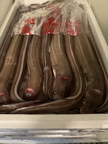 活〆アナゴ9入約4.7kg(底曳)