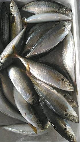 丸アジ約5kg(定置)