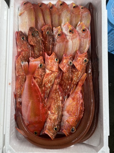 鮮魚BOX約4.5kg(釣)