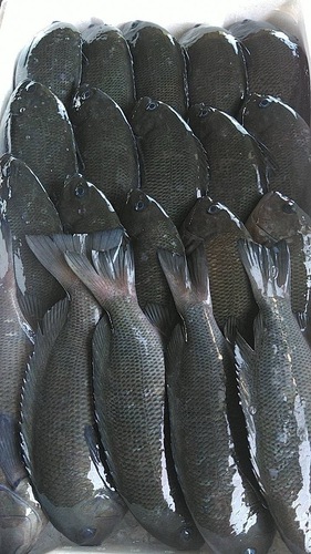 メジナ20入約5.5kg(定置)