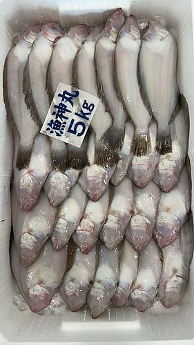 ミズガレイ(底曳)