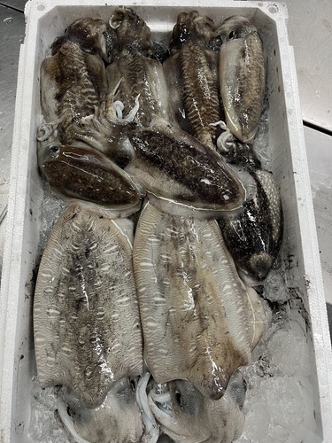 モンゴウイカ約4kg(定置)
