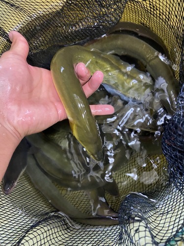 活ウナギ200gup4入約0.8kg(延縄)