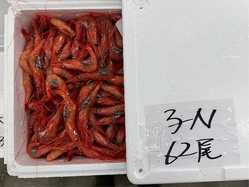 甘エビ(底曳)