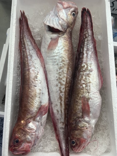 ヨロイイタチウオ3入約2.6kg(延縄)