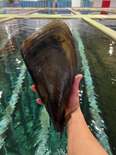 活タイラギ大5入約5kg