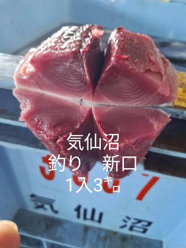 カツオ(釣)