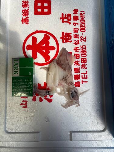 ヤリイカバラ約4kg(底曳)