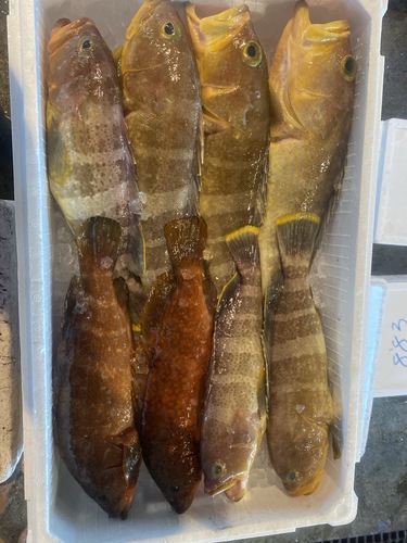 鮮魚BOX8入約4.6kg(釣)