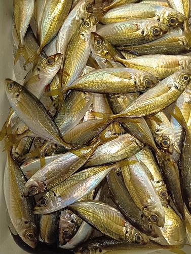小アジ約2kg(定置)