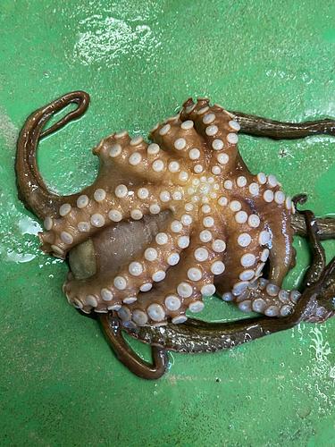 活〆マダコ800前後　　6入約5kg(底曳)