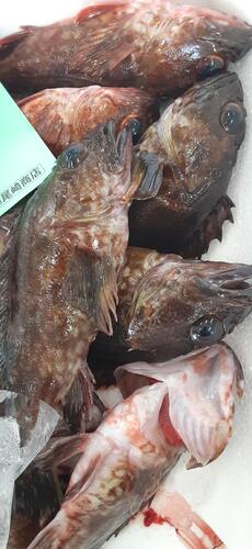 カサゴ18入約1.8kg(沿岸)