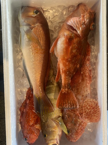 鮮魚BOX5入約2.8kg(釣)