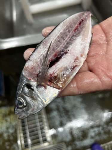 アジ(どんちっち)70〜80g約5kg(巻網)