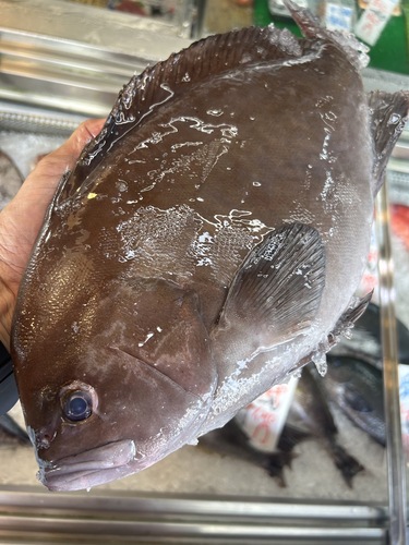 トビハタ1.51入約1.5kg(沿岸)
