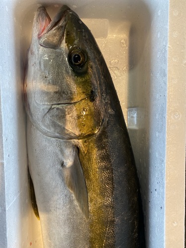活〆ヒラマサ1入約7.7kg(釣)