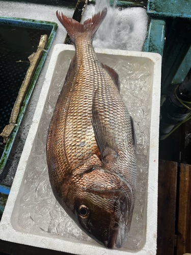 マダイ1入約4kg(定置)