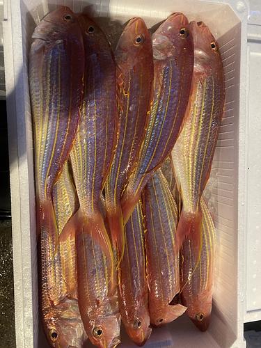 イトヨリダイ13入〜14入14入約5.6kg(底曳)
