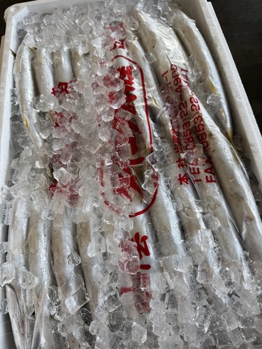 ホンカマス20入約4.8kg(沿岸)