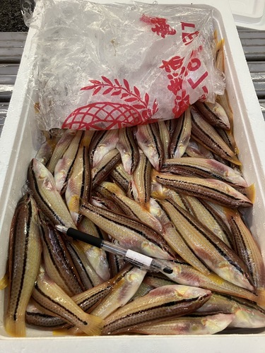 キュウセン約3kg(沿岸)