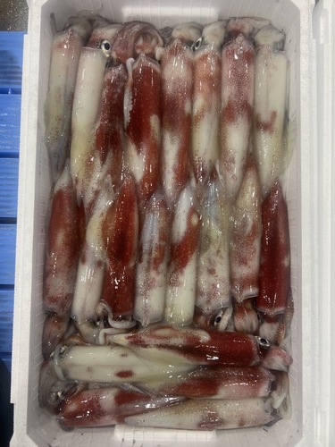 ケンサキイカ2半約4kg(釣)