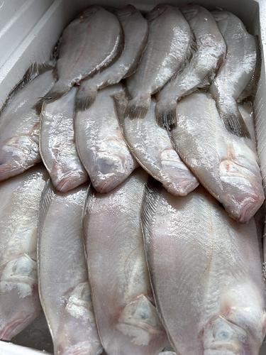 ミズガレイ(底曳)