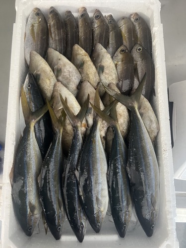 鮮魚BOX約4.9kg(定置)