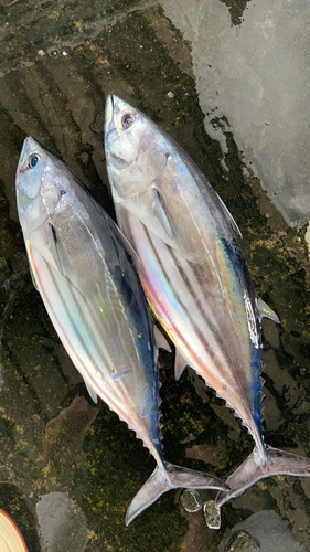 カツオ中3入約6.2kg(釣)
