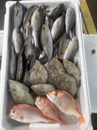 鮮魚BOX約5.3kg(定置)