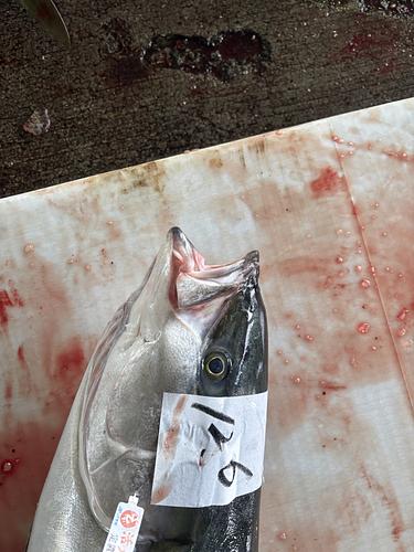 活〆ブリ脂質19%口開き1入約12.9kg(定置)