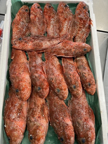 イズカサゴ24入約4kg(底曳)