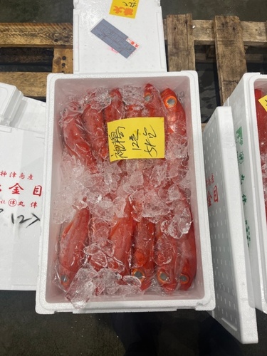 キンメダイ(釣)