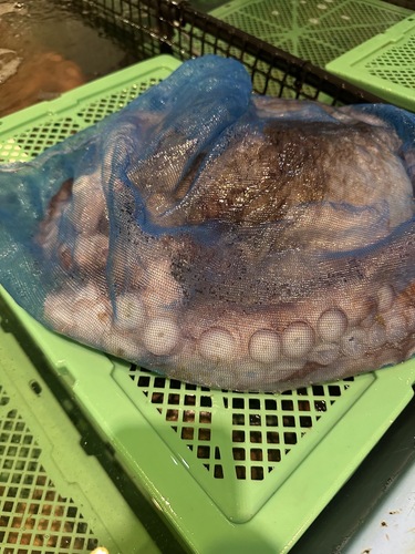 活〆ミズダコ5-6kg/1入約6kg(沿岸)