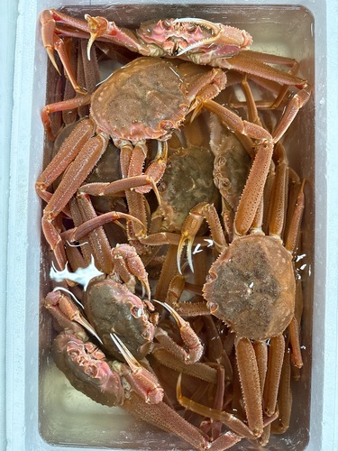オオズワイガニ13-14入約5kg(沿岸)