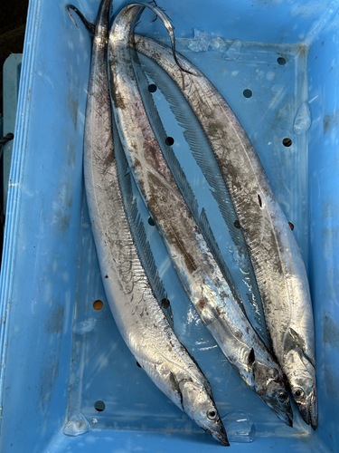 タチウオ3入約2.5kg(釣)
