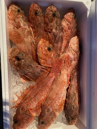 活〆オニカサゴ10入約5.3kg(底曳)