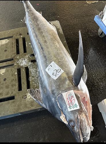 シロカジキ尻2入約4kg(沿岸)