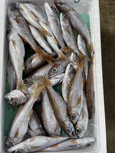 クロムツ約2kg(定置)