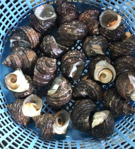 サザエ約4kg(沿岸)