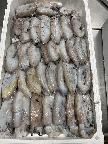 コウイカ33入約5kg(底曳)
